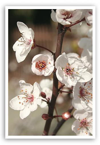 It has SPRUNG!!-white_blossoms1.jpg