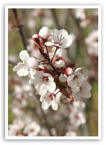 It has SPRUNG!!-white_blossoms2.jpg