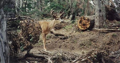 No words: Nature-deer.jpg