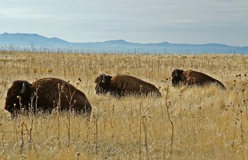 Antelope Island-pict0027.jpg