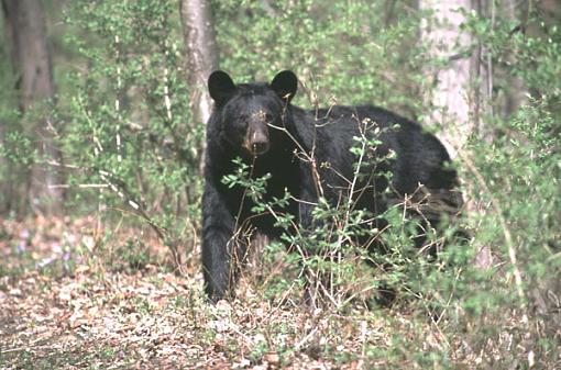 so hungry I could eat a tree-mamabr2.jpg