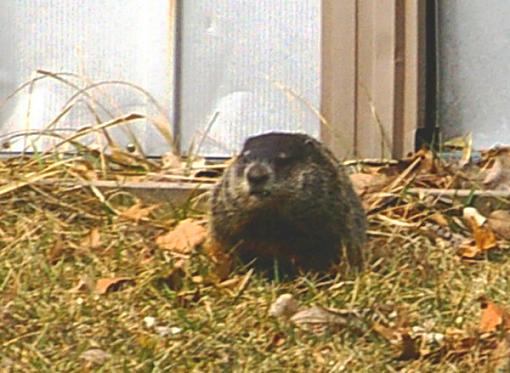 Interesting Surprise this morning-woodchuck-pr.jpg