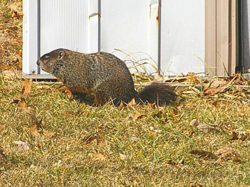 Interesting Surprise this morning-woodchuck2-pr.jpg