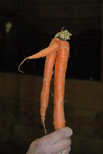 Carrot Pron!!!-dsc_5777.jpg