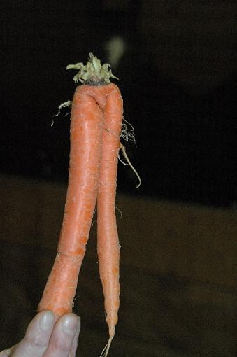 Carrot Pron!!!-dsc_5778.jpg