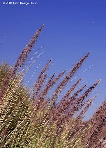 A couple of first images with the Digital Rebel-grass.jpg