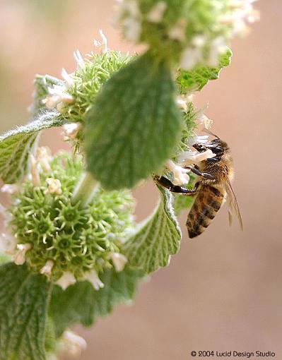 A couple of first images with the Digital Rebel-bumblebee.jpg