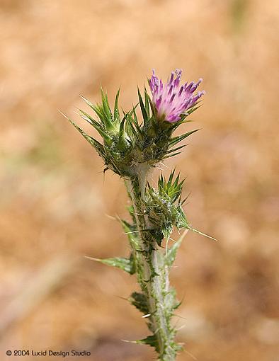 A couple of first images with the Digital Rebel-milk-thistle.jpg