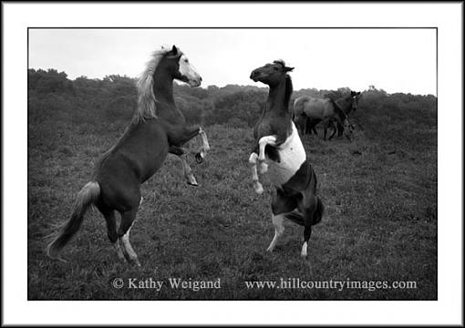 Fighting Horses - Photi op!-1854b-w.jpg