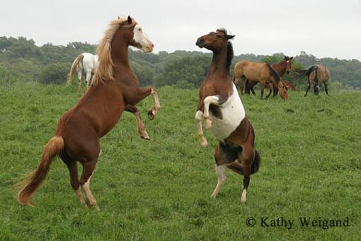 Fighting Horses - Photi op!-1854org.jpg