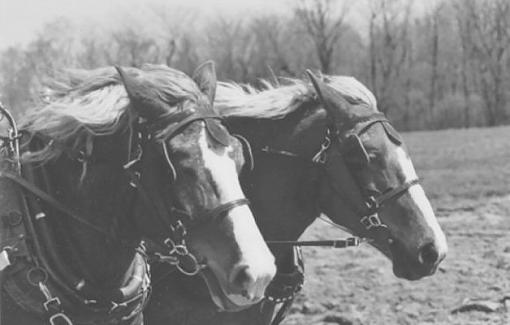 Fighting Horses - Photi op!-belguin-b-w.jpg