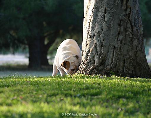 Fun at Balboa Park-bulldog.jpg