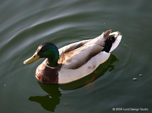 Fun at Balboa Park-mallard.jpg