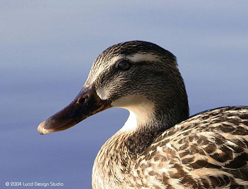 Fun at Balboa Park-mallard-female.jpg