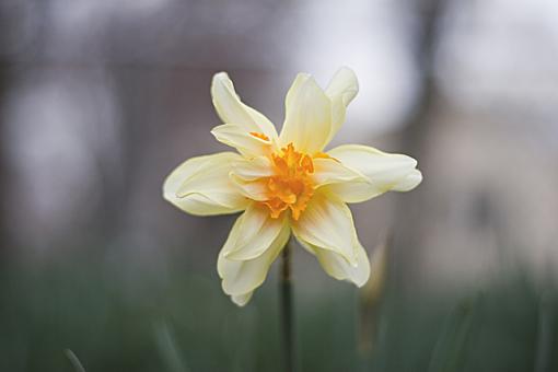 Tulip bokeh - Show me your Tulips!-downspark4-1-06-11-.jpg