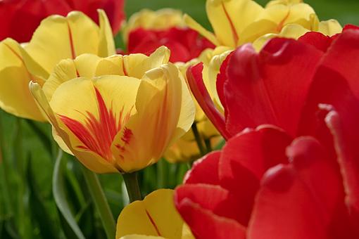 Tulip bokeh - Show me your Tulips!-tulips-3-04-19-06.jpg