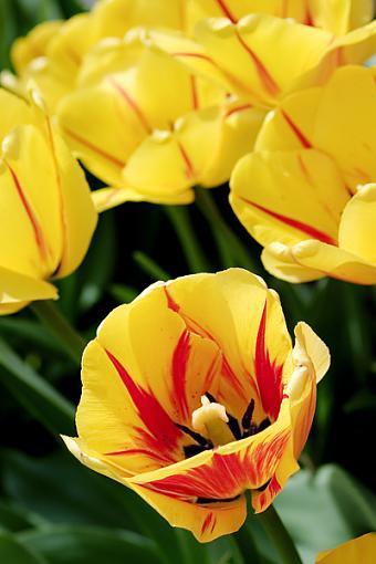 Tulip bokeh - Show me your Tulips!-tulips-4-04-19-06.jpg