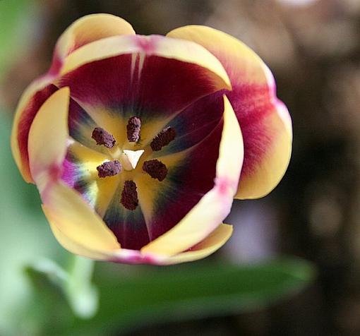 Tulip bokeh - Show me your Tulips!-tulip2.jpg