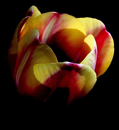 Tulip bokeh - Show me your Tulips!-tulipversion2.jpg