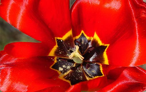 Tulip bokeh - Show me your Tulips!-dsc_8311-3.jpg640.jpg