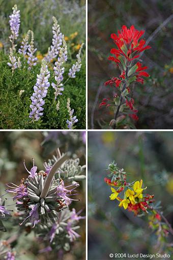 Malibu excursion-wildflowers-collage.jpg