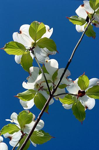 Day of the Dogwood-dsc_8509-2-640.jpg