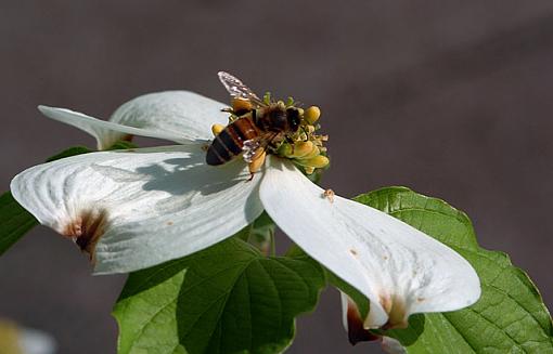 Day of the Dogwood-dsc_8544-2-640.jpg