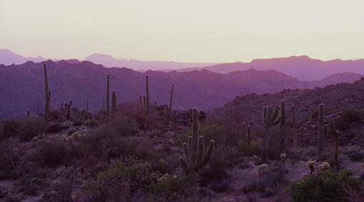 My Big 2 triple 0!-cactus-sunset-3.jpg