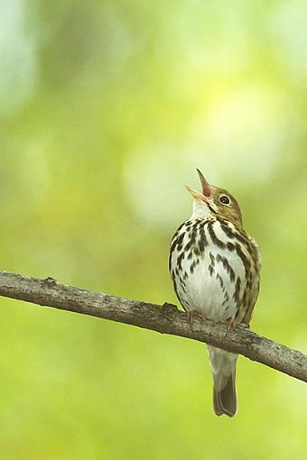 spring is here!!!!!!!-d2500ovenbird.jpg