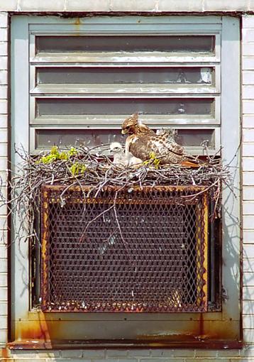 Urban Development (Attention Megan)-queens-hawk-chick-500w.jpg