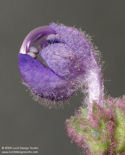 Stepping out of program mode...-purple-sage-bud1.jpg