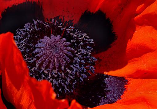 Poppy time-dsc_9761-3-640.jpg