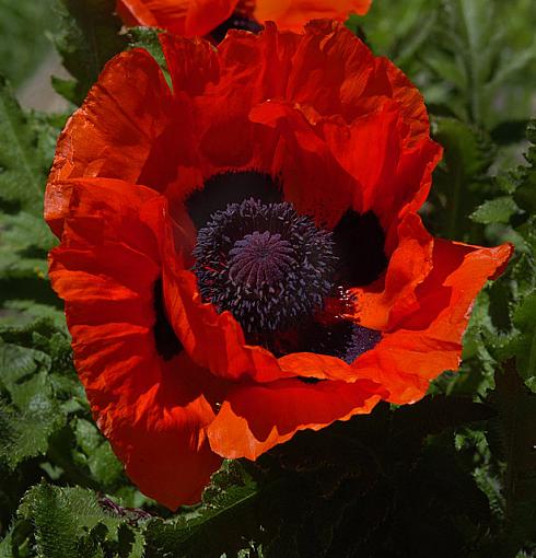 Poppy time-dsc_9751-2-640.jpg