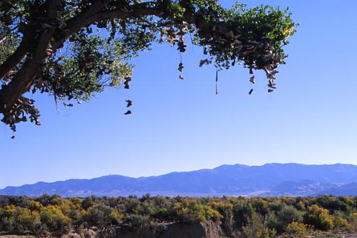 Last scans - Nevada-show-tree.jpg