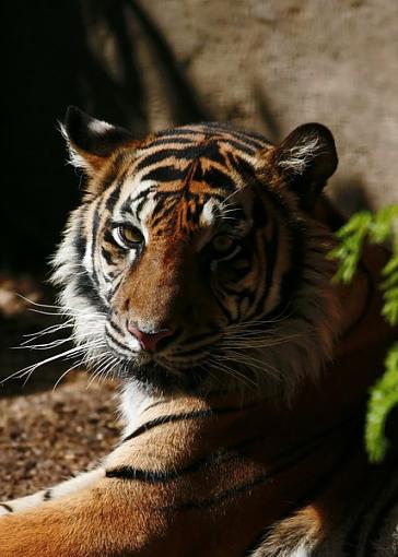 Sacramento Zoo-2006-05-27-tiger-400mm_resize.jpg