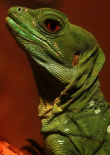 Sacramento Zoo-2006-05-27-sacramento-zoo-lizard_resize.jpg