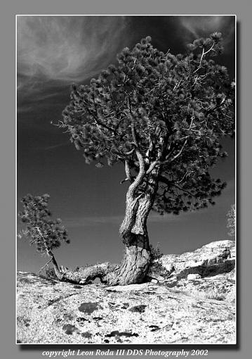 B&amp;W...over used?-pinetreesilverlake2002_resize.jpg