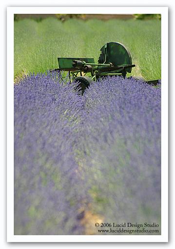 Annual Lavender Festival-lavender_field.jpg