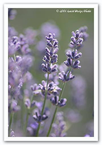 Annual Lavender Festival-lavender_macro.jpg