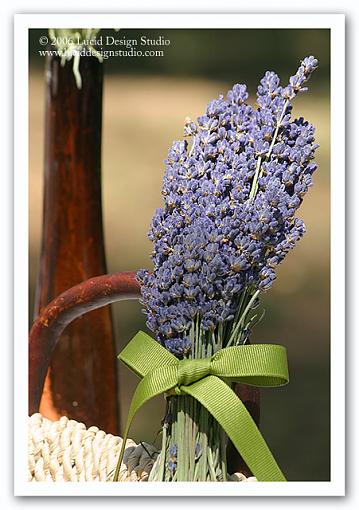 Annual Lavender Festival-lavender-wood.jpg