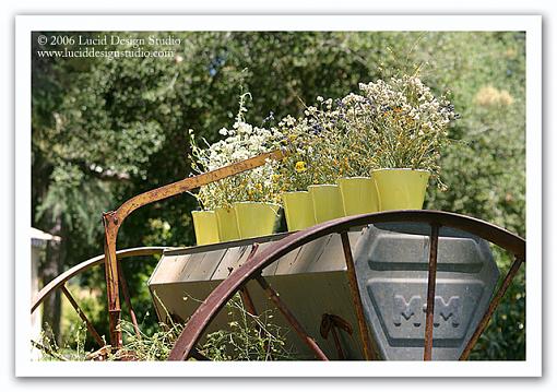 Annual Lavender Festival-wagon-flowers.jpg