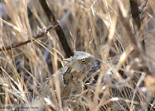 Go ahead and JUMP-horned-toad.jpg