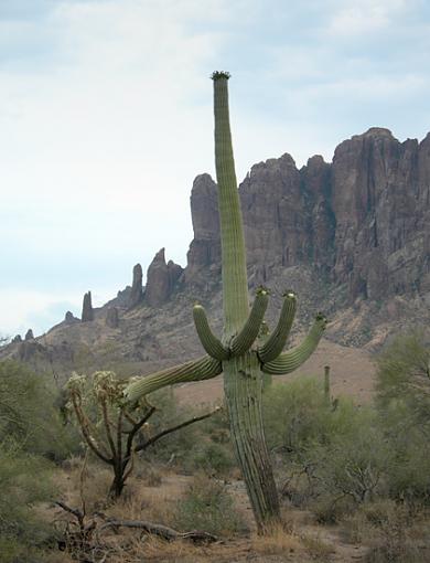 Cacti-supers-cactus1.jpg