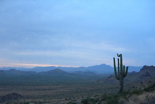 Cacti-bent-cactus1.jpg