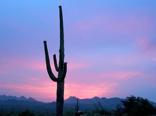 Cacti-sunset-cactus.jpg