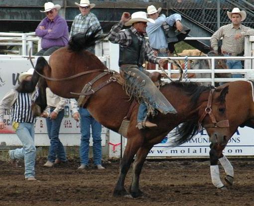 Rodeo, Molalla Buckeroo-dsc_6523c.jpg