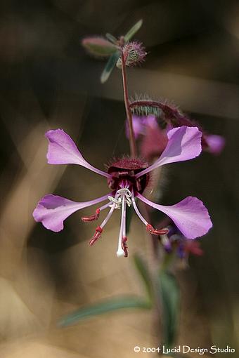 A few shots from today-elegant-clarkia.jpg