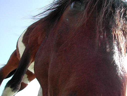 Trip to Assateague Island-horse-super-close.jpg