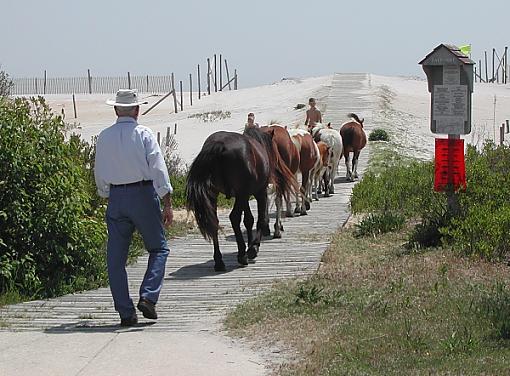 Trip to Assateague Island-horses-boardwalk.jpg