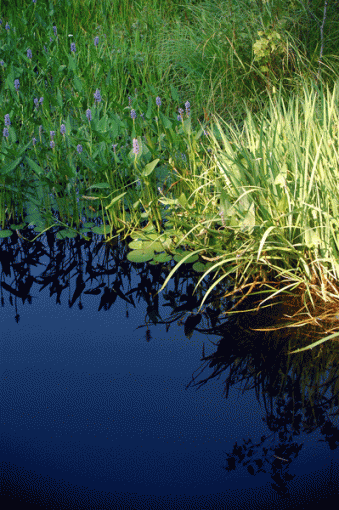 blues and greens-marshy-area.gif